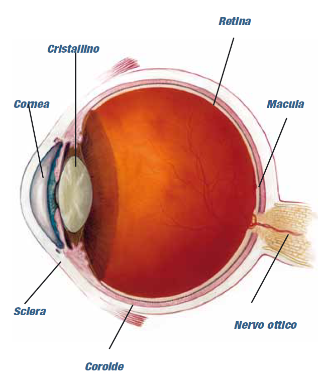 Anatomia dell'occhio: la degenerazione maculare colpisce la macula, una piccola regione al centro della retina